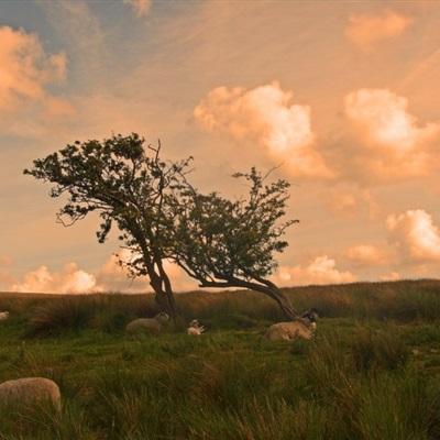 加拿大试玩软件